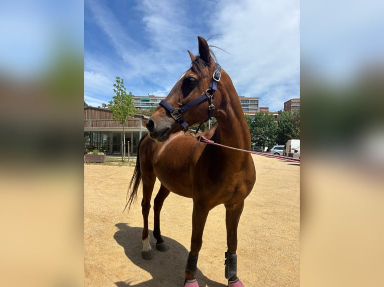 Altre razze Giumenta 20 Anni 134 cm Sauro scuro in Santa Susanna