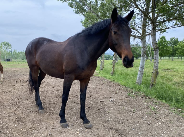 Altre razze Mix Giumenta 21 Anni 150 cm Baio in Orentano