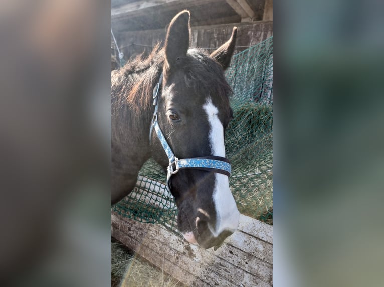 Altre razze Giumenta 21 Anni 154 cm Morello in Bensheim
