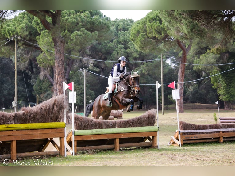 Altre razze Mix Giumenta 22 Anni 150 cm Baio in Orentano