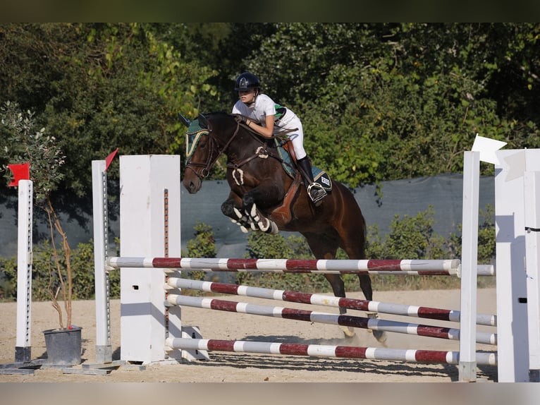 Altre razze Mix Giumenta 22 Anni 150 cm Baio in Orentano