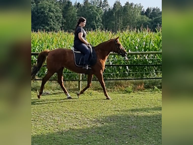 Altre razze Mix Giumenta 24 Anni 152 cm Sauro in Wildeshausen