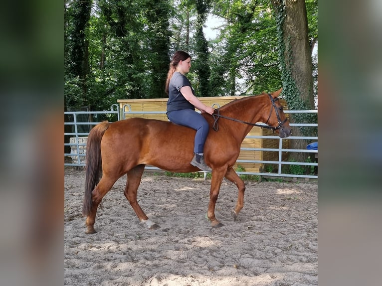 Altre razze Mix Giumenta 24 Anni 152 cm Sauro in Wildeshausen