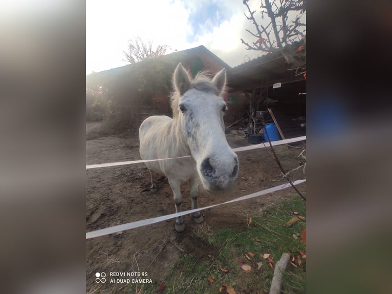 Altre razze Giumenta 25 Anni 130 cm Grigio pezzato in Bleckede