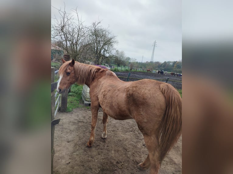 Altre razze Giumenta 29 Anni 140 cm Sauro in Essen