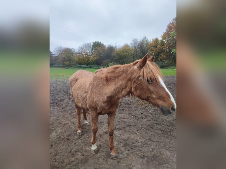 Altre razze Giumenta 29 Anni 140 cm Sauro in Essen