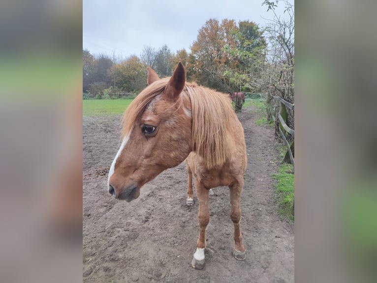 Altre razze Giumenta 29 Anni 140 cm Sauro in Essen