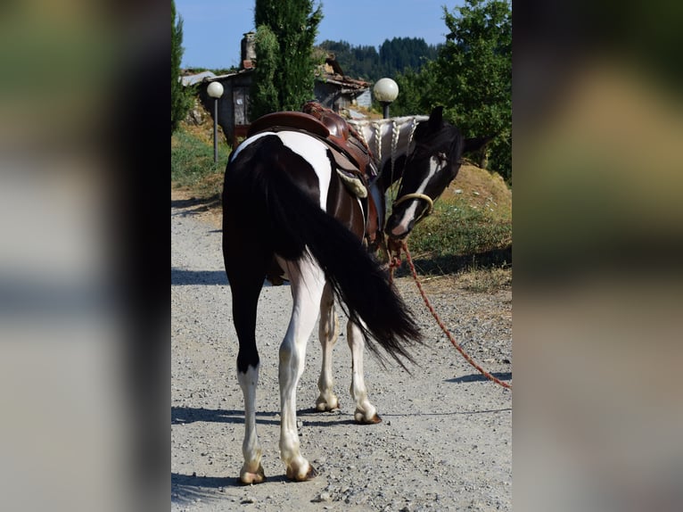 Altre razze Giumenta 2 Anni 144 cm Pezzato in San Romano In Garfagnana