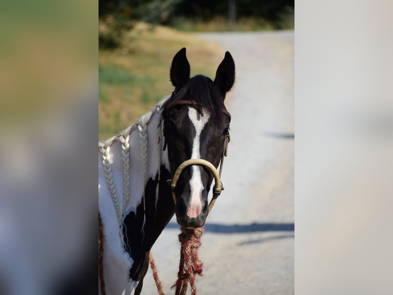 Altre razze Giumenta 2 Anni 144 cm Pezzato in San Romano In Garfagnana