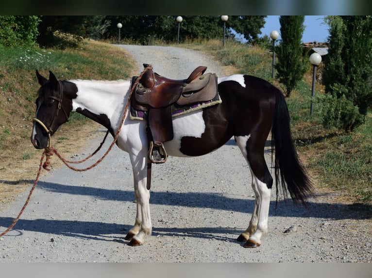 Altre razze Giumenta 2 Anni 144 cm Pezzato in San Romano In Garfagnana