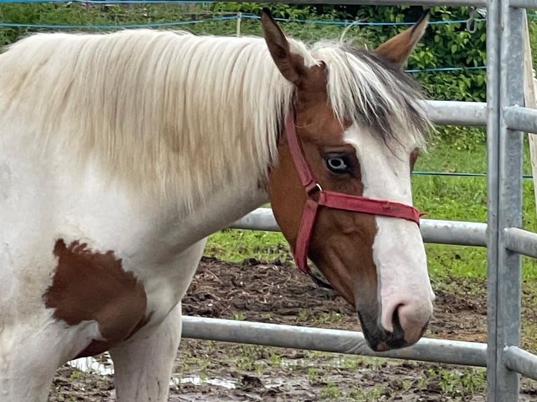 Altre razze Giumenta 2 Anni 150 cm Falbo in Niederaula