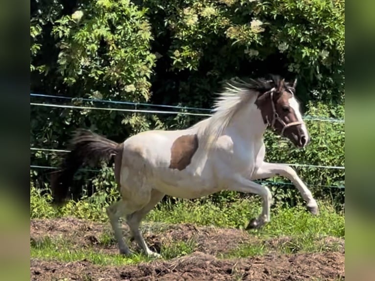 Altre razze Giumenta 2 Anni 150 cm Falbo in Niederaula