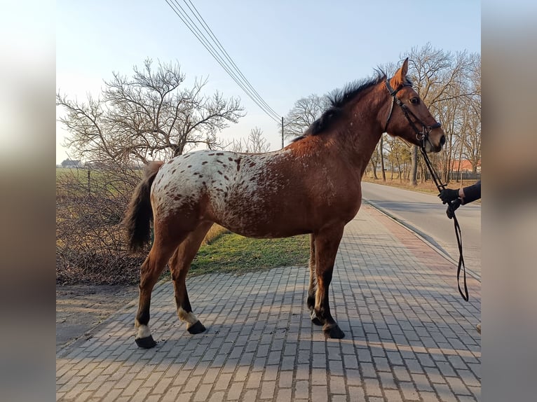 Altre razze Mix Giumenta 2 Anni Leopard in Rożnowo