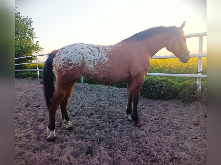 Altre razze Mix Giumenta 2 Anni Leopard in Rożnowo