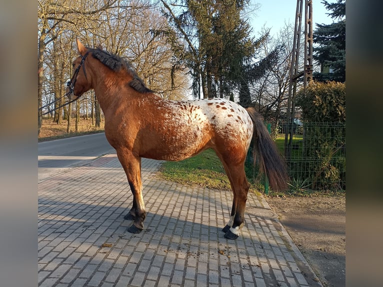 Altre razze Mix Giumenta 2 Anni Leopard in Rożnowo