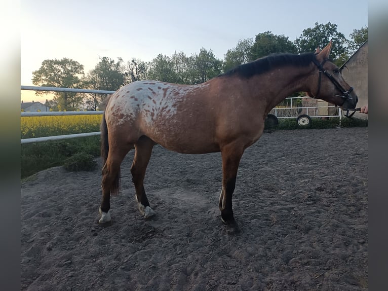 Altre razze Mix Giumenta 2 Anni Leopard in Rożnowo