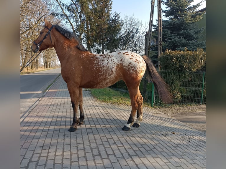 Altre razze Mix Giumenta 2 Anni Leopard in Rożnowo