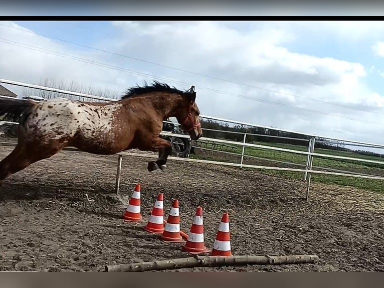Altre razze Mix Giumenta 2 Anni Leopard in Rożnowo