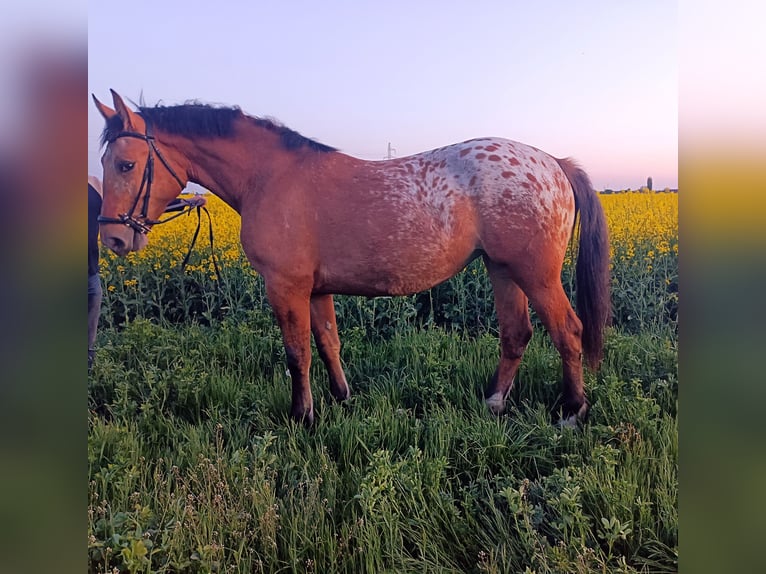 Altre razze Mix Giumenta 2 Anni Leopard in Rożnowo