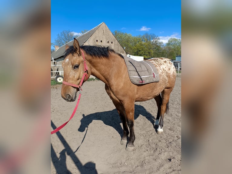 Altre razze Mix Giumenta 2 Anni Leopard in Rożnowo
