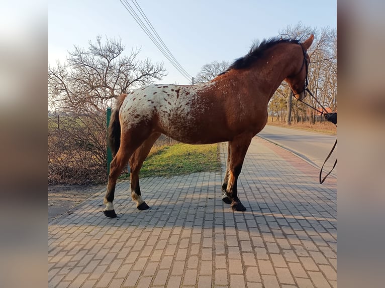 Altre razze Mix Giumenta 2 Anni Leopard in Rożnowo