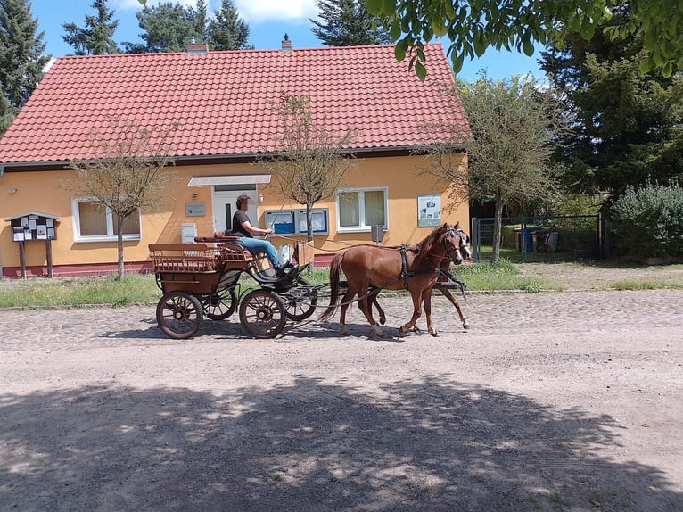 Altre razze Giumenta 3 Anni 132 cm Sauro in Michendorf