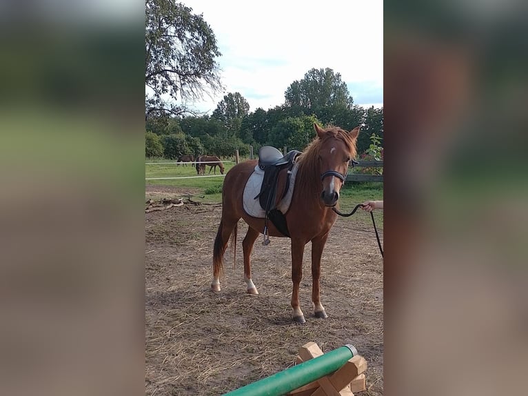 Altre razze Giumenta 3 Anni 132 cm Sauro in Michendorf