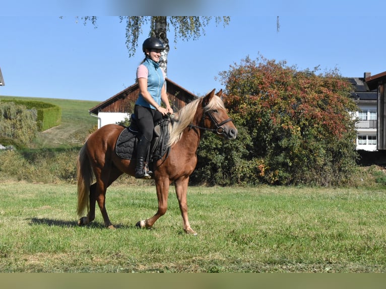 Altre razze Mix Giumenta 3 Anni 138 cm Sauro in Arnstorf