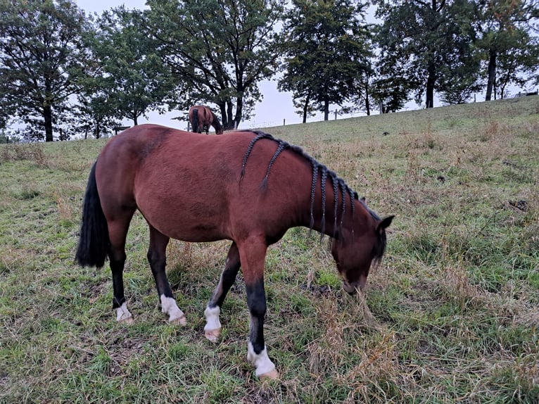 Altre razze Mix Giumenta 3 Anni 140 cm Baio in Mörlenbach