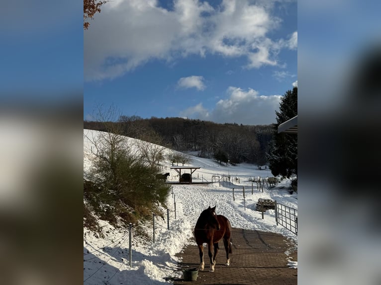Altre razze Mix Giumenta 3 Anni 140 cm Baio in Mörlenbach
