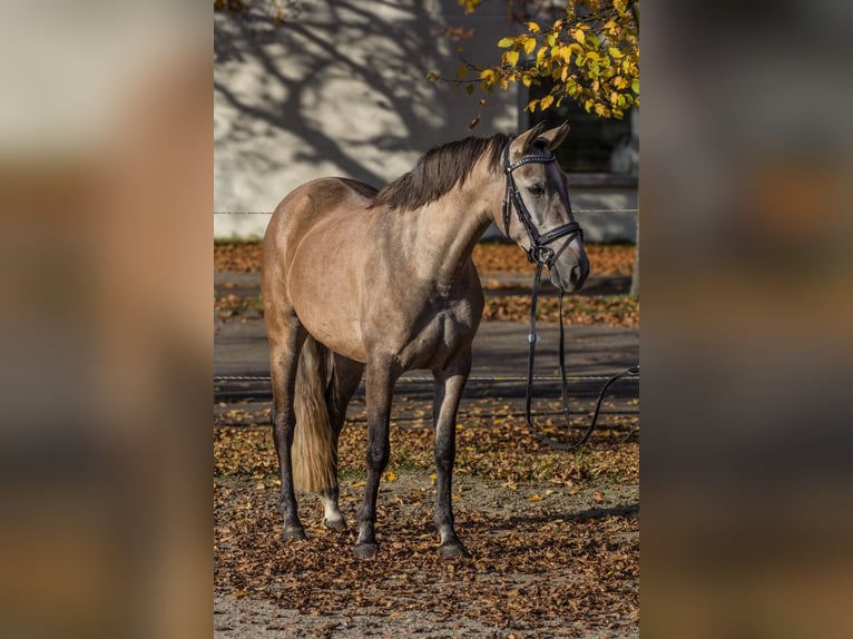 Altre razze Giumenta 3 Anni 145 cm Può diventare grigio in Schwäbisch Gmünd