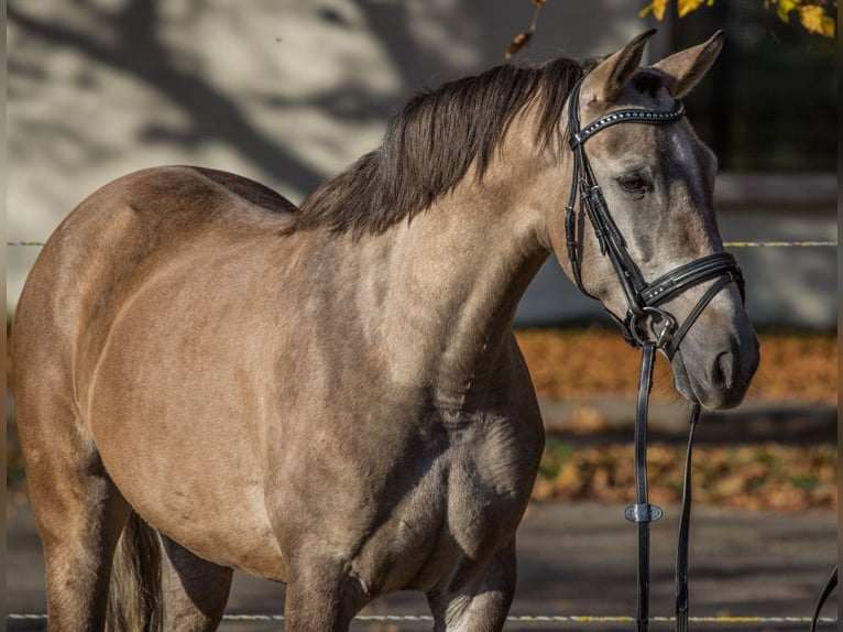 Altre razze Giumenta 3 Anni 145 cm Può diventare grigio in Schwäbisch Gmünd