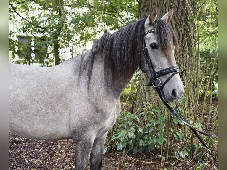 Altre razze Giumenta 3 Anni 146 cm Grigio in Schwäbisch Gmünd