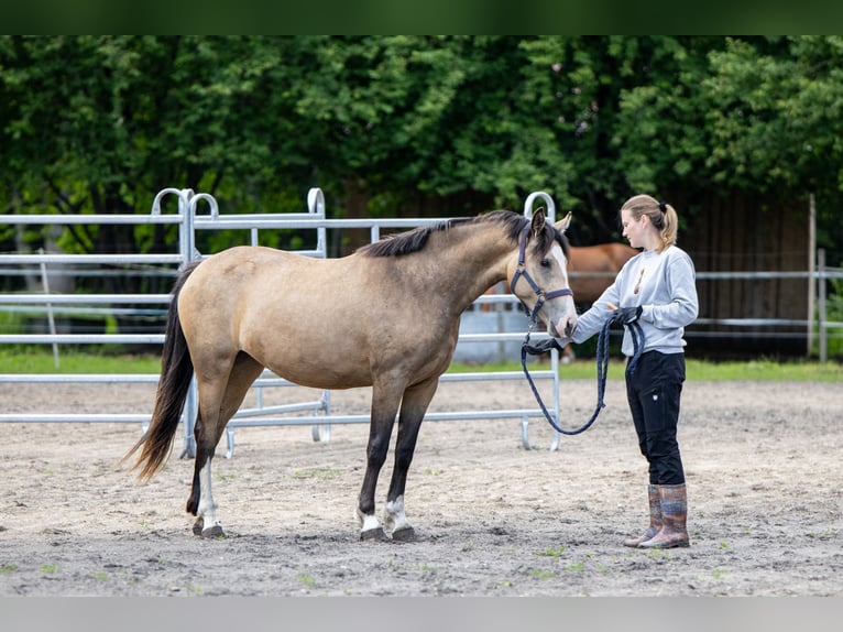 Altre razze Giumenta 3 Anni 147 cm Pelle di daino in Riguldi