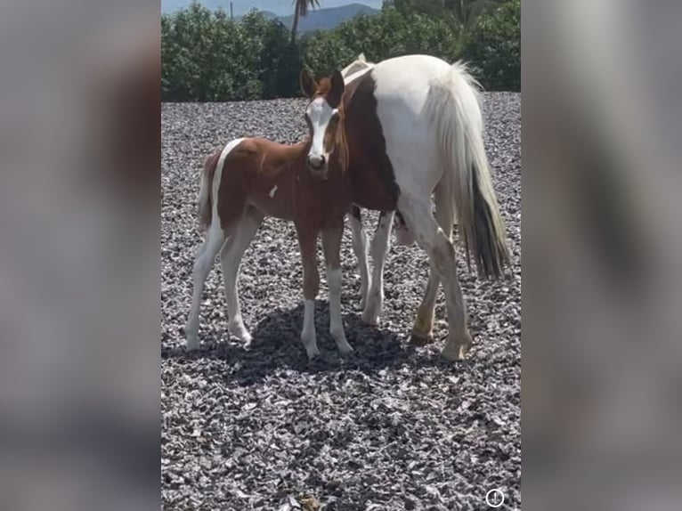 Altre razze Giumenta 3 Anni 148 cm Pezzato in Murcia