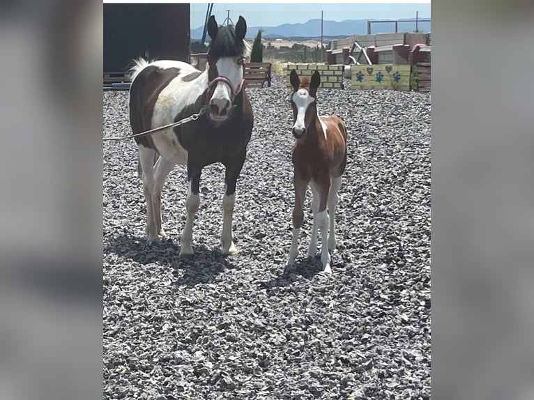 Altre razze Giumenta 3 Anni 148 cm Pezzato in Murcia