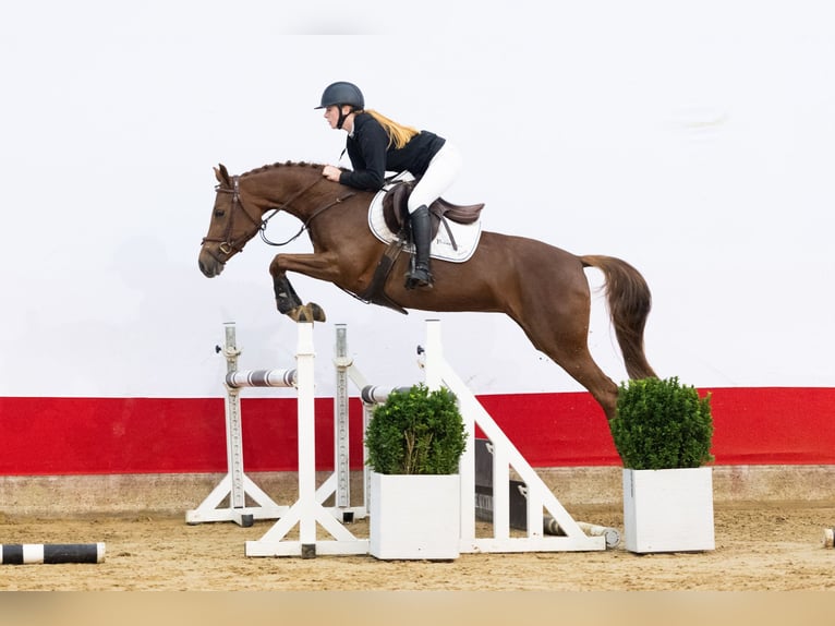 Altre razze Giumenta 3 Anni 149 cm Sauro scuro in Waddinxveen