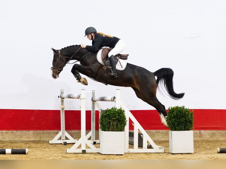 Altre razze Giumenta 3 Anni 150 cm Baio scuro in Waddinxveen