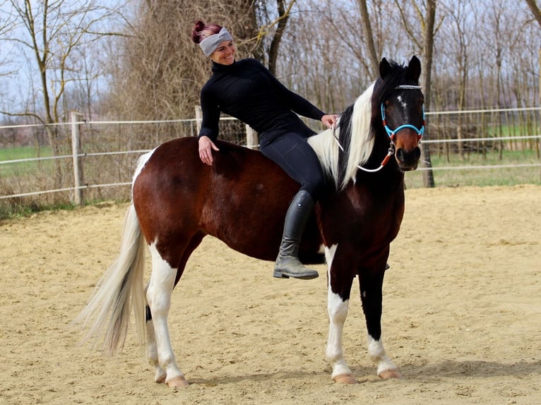 Altre razze Mix Giumenta 3 Anni 150 cm Pezzato in Pér
