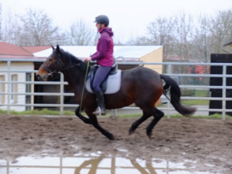 Altre razze Giumenta 3 Anni 150 cm Pezzato in Buttstädt