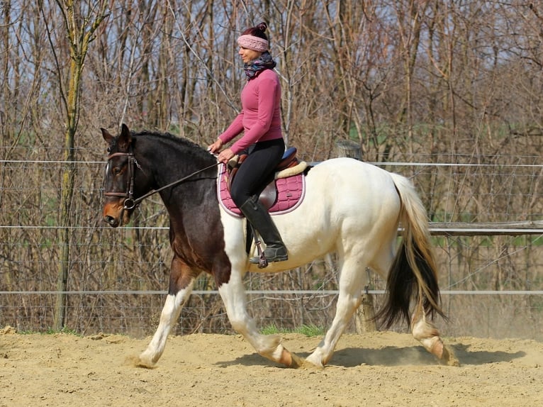 Altre razze Mix Giumenta 3 Anni 153 cm Pezzato in Pér