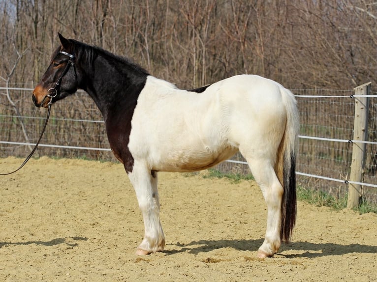 Altre razze Mix Giumenta 3 Anni 153 cm Pezzato in Pér