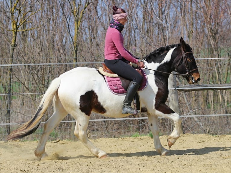 Altre razze Mix Giumenta 3 Anni 153 cm Pezzato in Pér