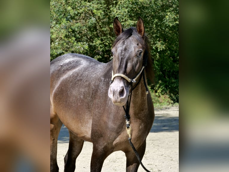 Altre razze Mix Giumenta 3 Anni 155 cm Baio in Windhagen