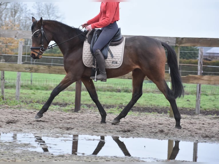 Altre razze Giumenta 3 Anni 155 cm Baio in Achtmaal