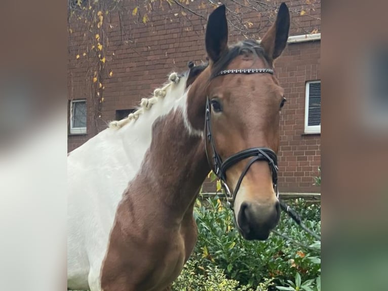 Altre razze Giumenta 3 Anni 156 cm Pezzato in Hopsten