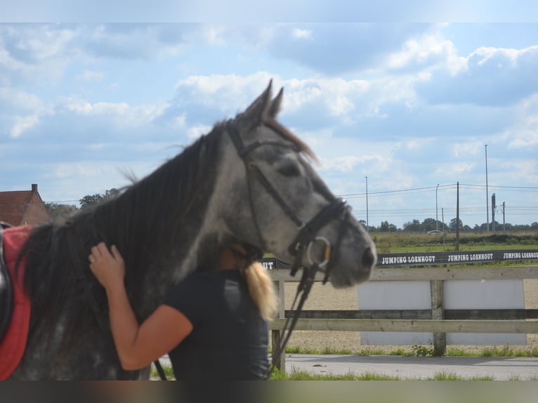 Altre razze Giumenta 3 Anni 157 cm Grigio in Breda