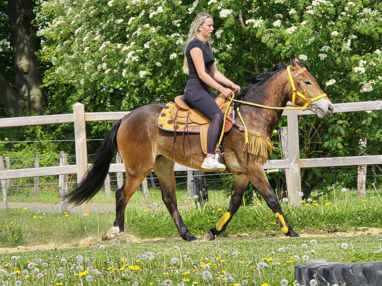 Altre razze Giumenta 3 Anni 158 cm Baio in Linkenbach