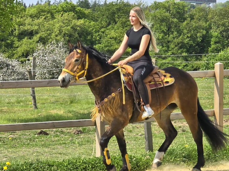 Altre razze Giumenta 3 Anni 158 cm Baio in Linkenbach