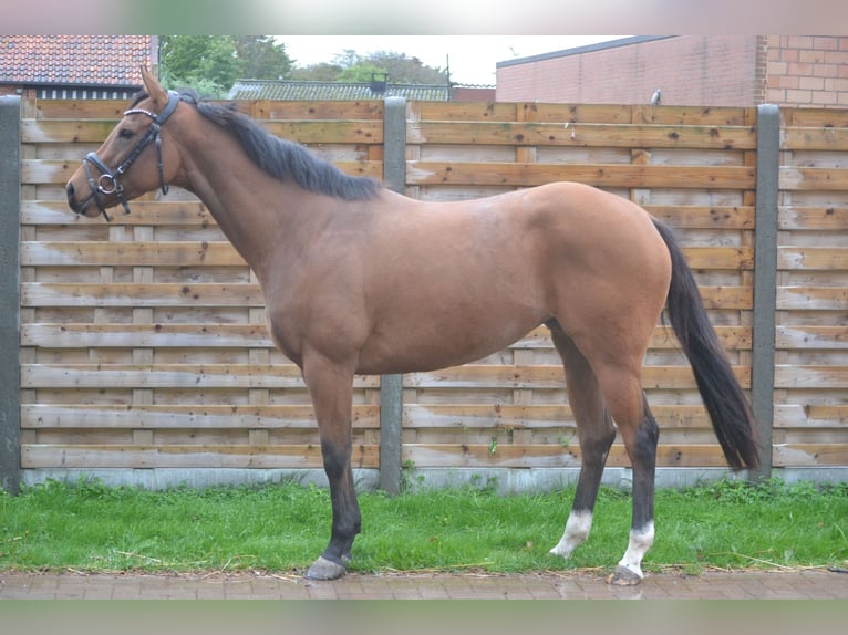 Altre razze Giumenta 3 Anni 160 cm Baio in Breda